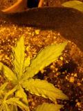 Marijuana serrated leaf edges curling up - heat stress - too hot!