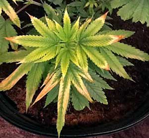 This cannabis seedling is being burned by too-close LED grow lights
