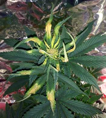 Example of yellow leaves curling and turning up due to light burn from a too-close LED grow light