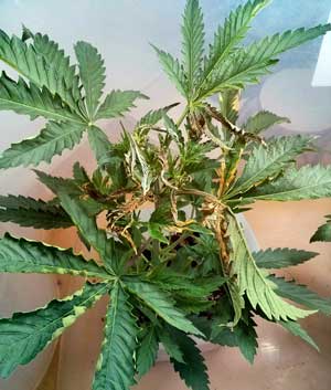 This cannabis seedling was burnt by light