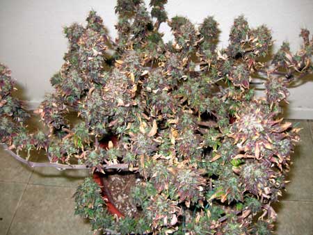 LED grow lights being kept too close caused this burn plant to grow red leaves and buds