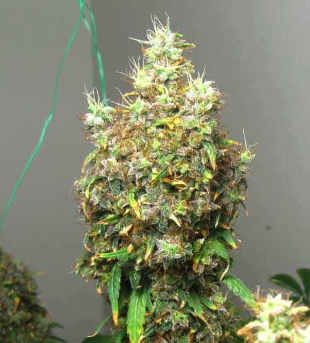 Example of a bud that is suffering from light burn from a too-close LED grow light