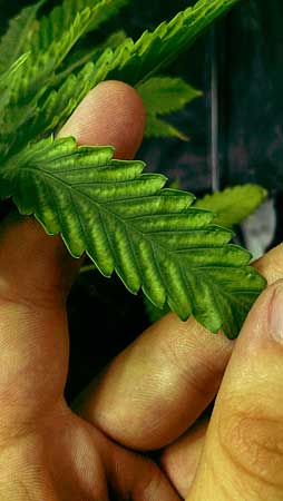 Cannabis magnesium deficiency - yellowing in between veins on older leaves