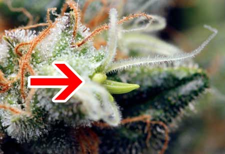 Closeup example of a cannabis herm - this is a hermie 