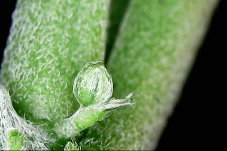 Example of a hermie male pre-flower with two pistils coming out