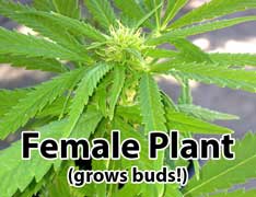 Female cannabis plant (DOES grow buds) - female plants grow the sensimilla / buds that every cannabis grower is trying to produce