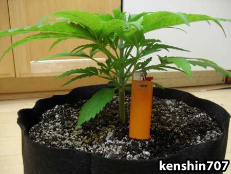 This BlackJack marijuana seedling is ready to start main-lining!