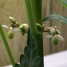 A hermie cannabis plant with both male and female parts, this plant has pollen sacs growing in the same place as female pistils