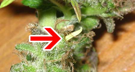 A cannabis bud with a hermie banana (