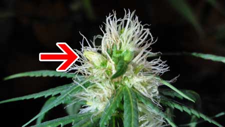 An example of a male hermie banana growing on a (mostly) female marijuana plant in the flowering stage.