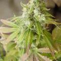This marijuana plant is showing signs of a molybdenum deficiency