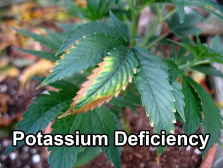 Example of a cannabis potassium deficiency (yellow or brown edges and tips) - NOT nutrient burn!