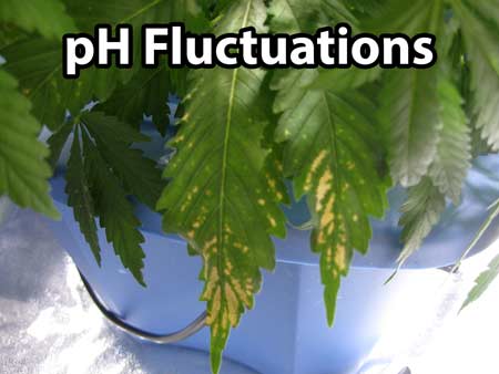 PH Fluctuations can cause strange brown spotting on your cannabis leaves