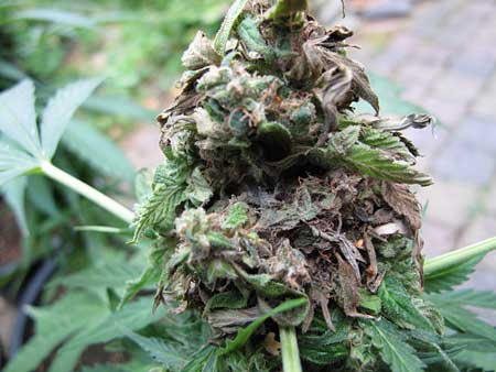 Cannabis bud rot - it rots your buds from the inside out:(
