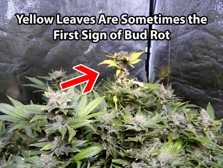 One of the first signs of bud rot is often yellow leaves where the mold is taking hold