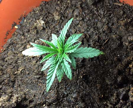 Example of a young cannabis plant that is in a container that is very large compared to its own size