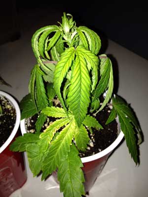 Drooping and yellow leaves are symptoms that can be caused by waiting too long to transplant your cannabis plant to a bigger container