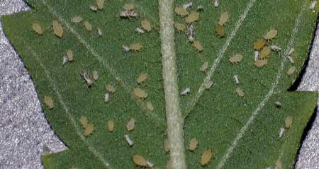 Examples of aphids in different forms of life, including larvae, nymphs and adult aphids - They have colonized the back of this cannabis leaf!