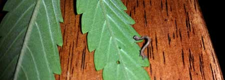 Example of an inch worm / caterpillar on a cannabis leaf. You can even see a hole in the leaf where it was eating! Grrrrrr