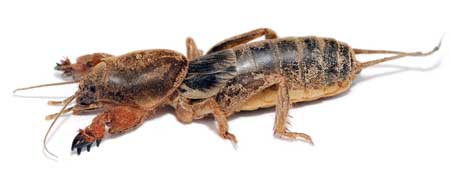 Example of a mole cricket, which is a marijuana pest that can tunnel under your plants and disturb the roots!