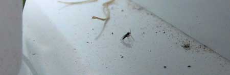Example of a tiny fungus gnat - luckily these cannabis pests are not too serious and are easy to get rid of