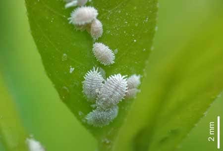 Example of a hairy white mealy bug on a leaf - this cannabis pest can get out of hand quick!