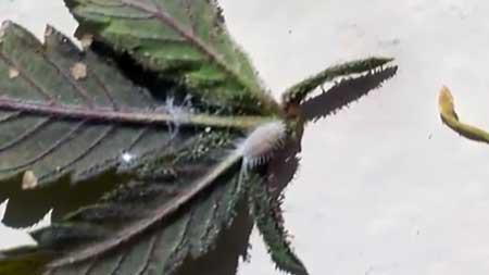 Hairy white mealy bug crawling on a cannabis leaf