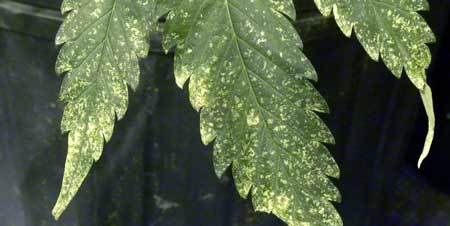 Example of thrip damage on a cannabis leaf