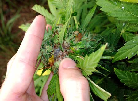 Bud rot (Botrytis Blight) - this is what it often looks like inside the rotting buds