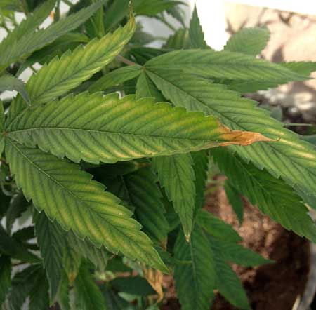 The brown edges and tips of these leaves, along with the yellow margins are signs of a cannabis potassium deficiency