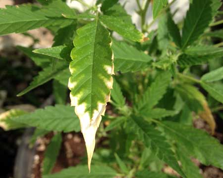 The yellow edges and tips of this marijuana leaf are being caused by a potassium deficiency