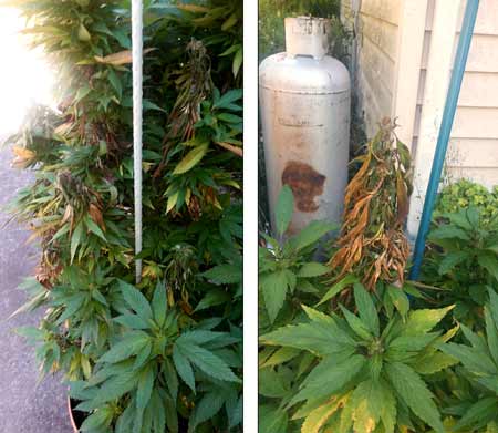 Example of advanced bud rot on an outdoor cannabis plant
