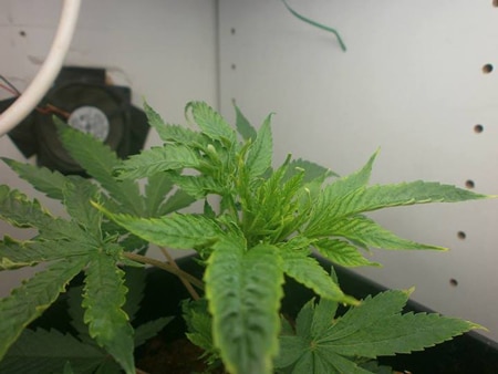 Chronically underwatered marijuana clone has root problems