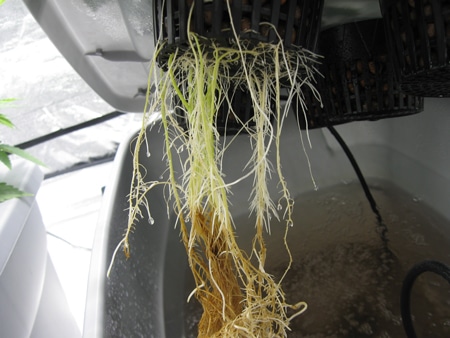 Cannabis roots in hydro with root rot - brown roots and leaves are wilting - root rot is often triggered by heat