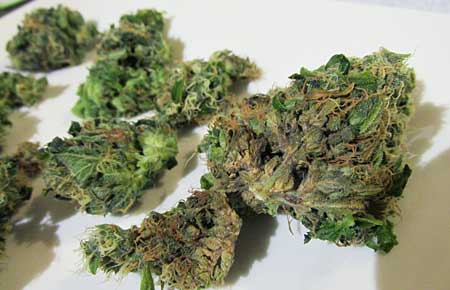 Nugs of cannabis that have been affected by bud rot - never ever use infected buds!