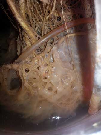 Slimy, snotty cannabis roots with a bad case of root rot and possibly an algae bloom