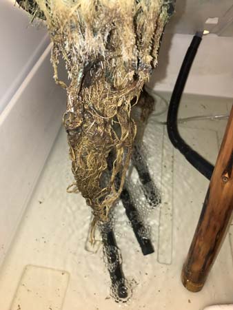 Example of marijuan root rot caused by brown algae - algae growth is especially common with light leaks!