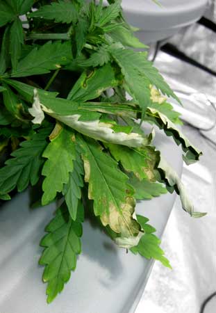 The burnt discolored leaves of a cannabis plant with root rot