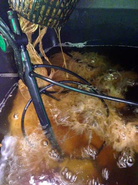 A gross, slimey case of brown roots - caused by a pathogen known as 
