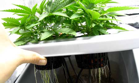 Example of looking into a hydroponic reservoir to check for light leaks and prevent root rot!