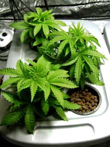 Example of three healthy young DWC hydroponic cannabis plants!