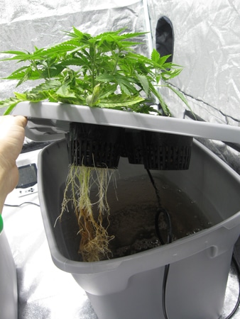Canabis plant with root rot - hydroponics - deep water culture DWC