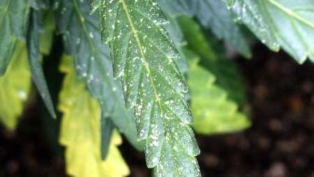 Tiny Specks - the first sign of spider mite damage on marijuana leaves