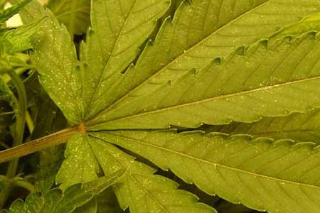 Close-up of spider mite bites on a marijuana leaf