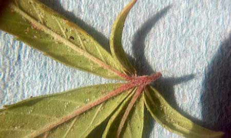 Spider mites and their eggs underneath the leaf of a cannabis plant - get rid of these pests quick!