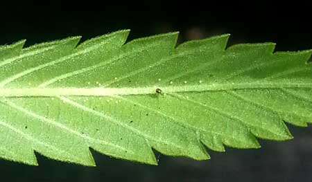 Example of spider mites and their eggs on the back of a cannabis leaf