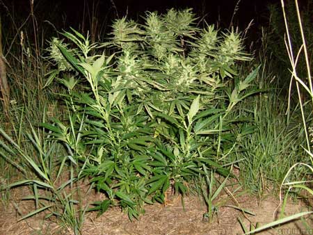 AutoFrisian Dew is a great cannabis strain for many outdoor growers