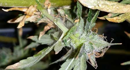 Spidermite webbing on a marijuana bud