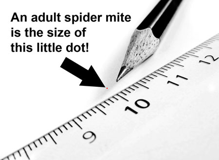 Spider mites: like tiny inconsiderate ninjas