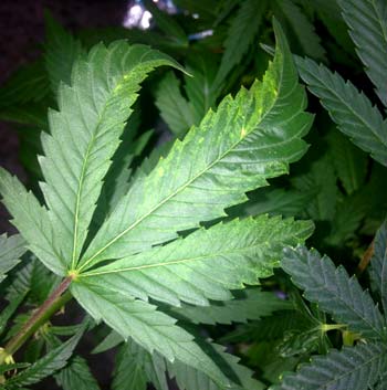 Example of a twisted, curved marijuana leaf with yellow stripes